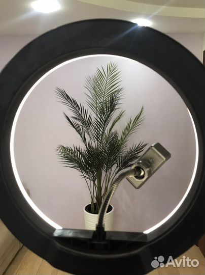 Финиковая Пальма