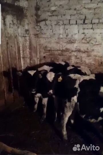 Бычки Мясной породы