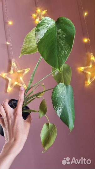 Монстера альба