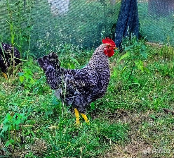 Петух Доминант