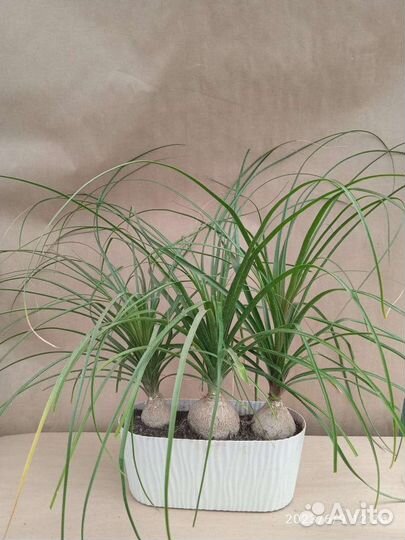 Бокарнея (нолина)