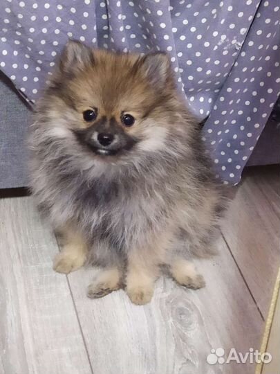 Померанский шпиц мини девочка