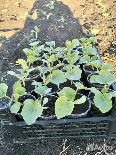 Дыня рассада, саженцы