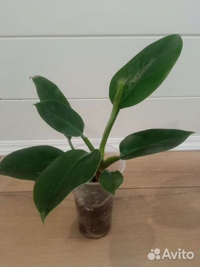 Филодендроны