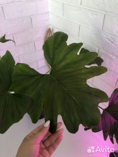 Филодендрон Селло