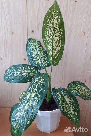 Диффенбахия