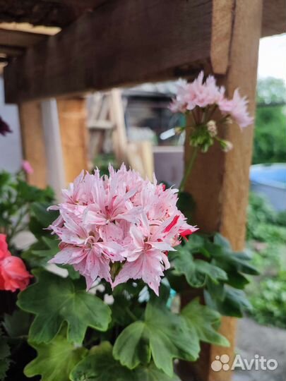 Пеларгония герань