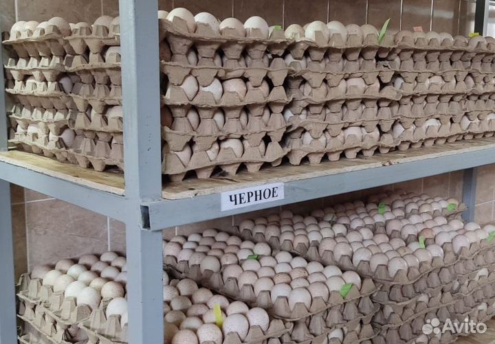 Яйцо инкубационное индюшиное