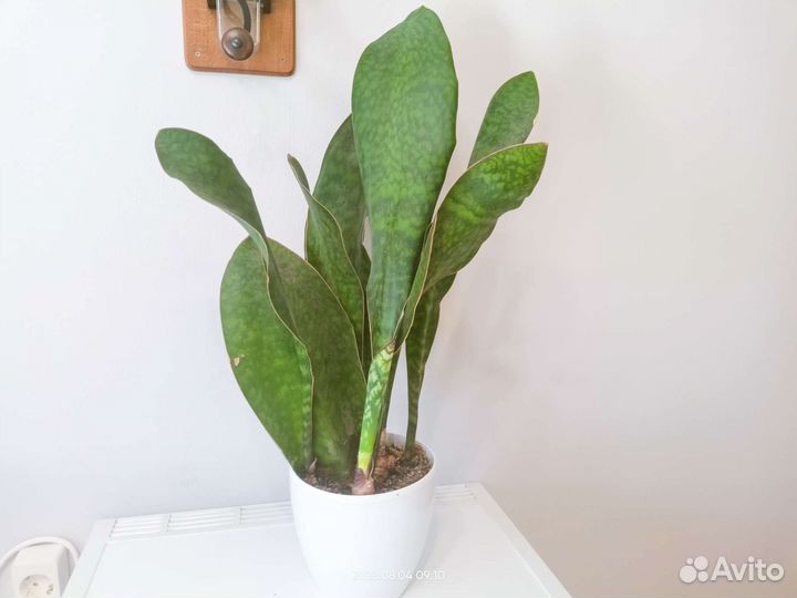 Сансивиерия Масониана Металлика и др
