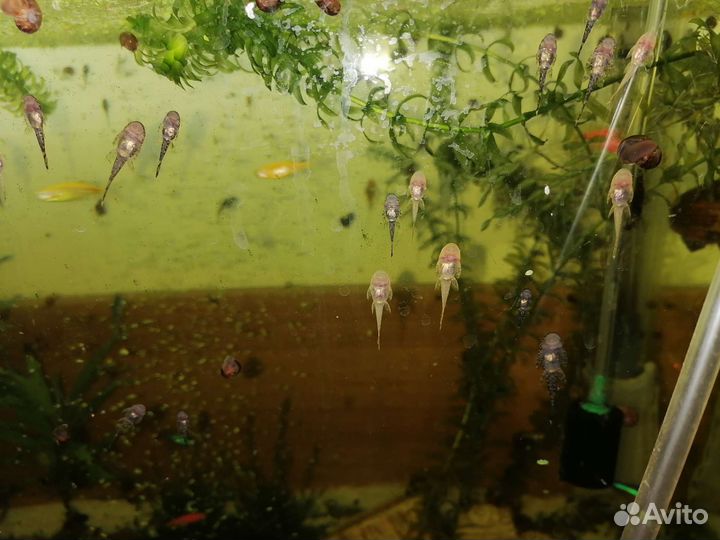 Сомики анциструсы