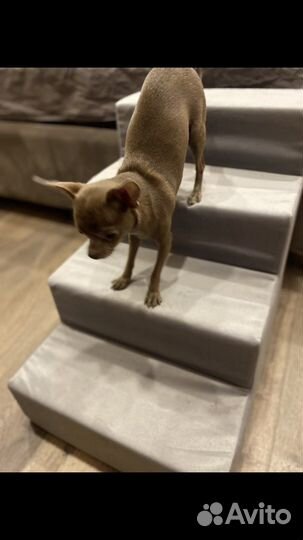 Ступеньки и лесенки для собак