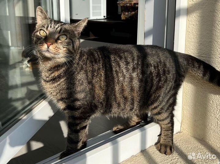 Кот великолепный полосатый