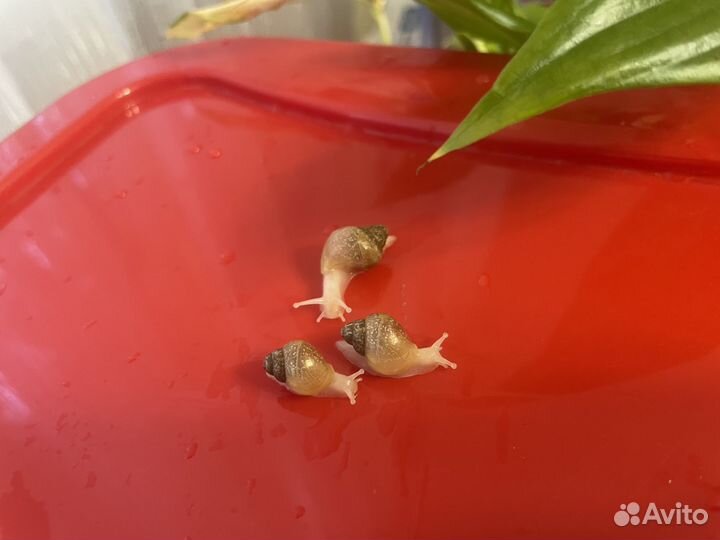 Улитка ахатина