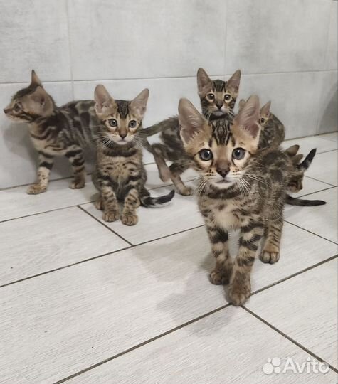 Бенгальские котята