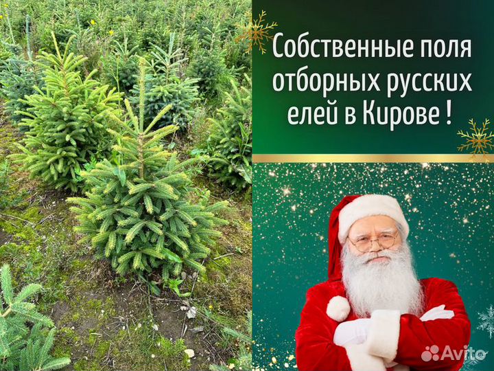 Живые елки оптом Ели оптом от производителя