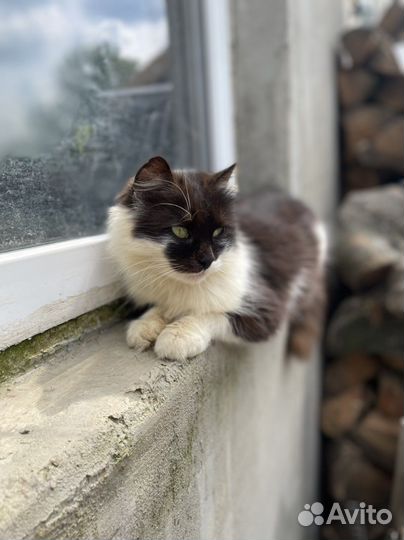 Кошечка с Херсона беженец