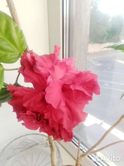 Китайская роза