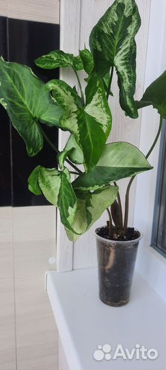 Сингониум Три короля