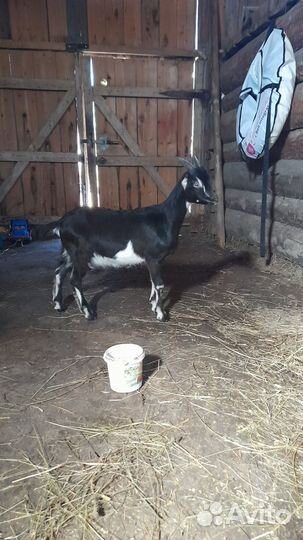 Козлик породы Ламанча