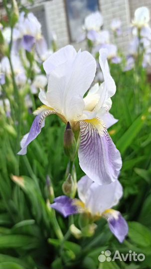 Ирисы бородатые сортовые