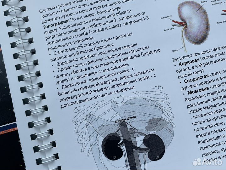 Ультразвуковая диагностика мелких животных