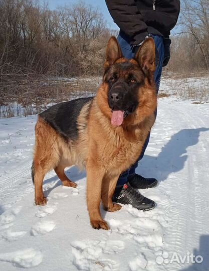 Немецкая овчарка вязка