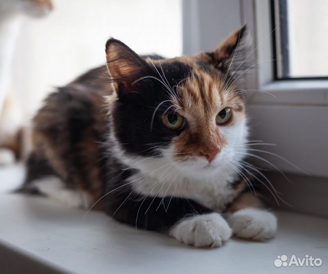 Трёхцветная кошечка в дар