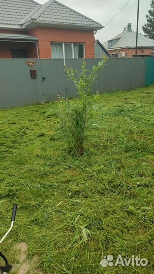 Покос травы