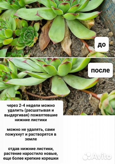 Молодило каменная роза
