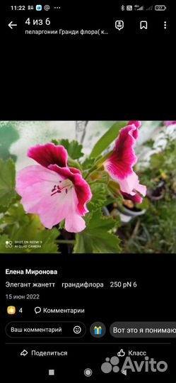 Пеларгония герань