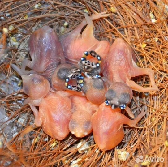 Амадина Гульда