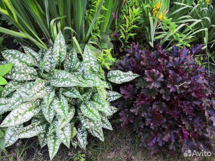 Медуница сахарная