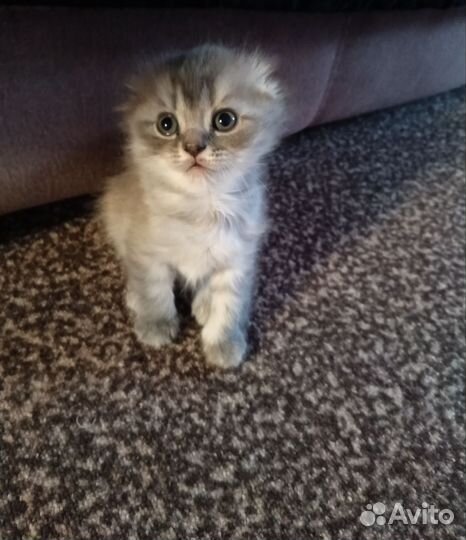 Британские котята бесплатно