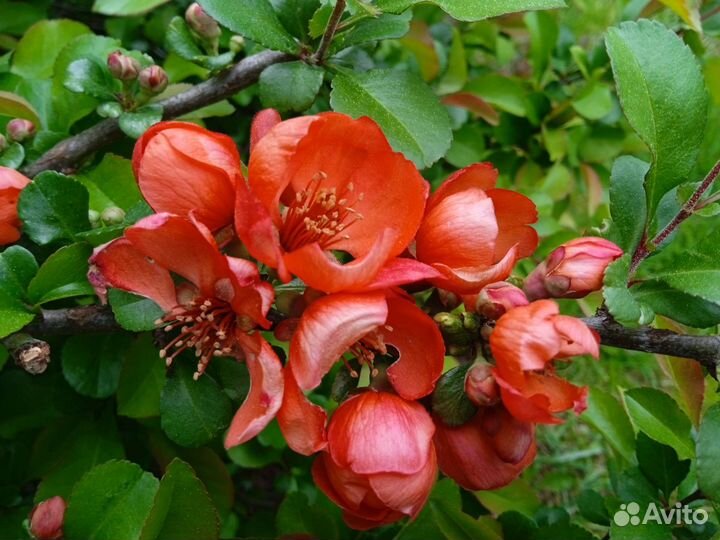 Айва японская саженцы