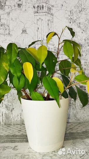 Фикус бенджамина