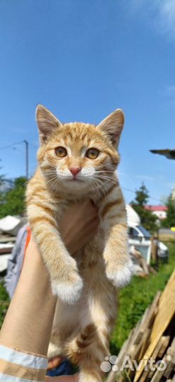 Котенок в добрые руки