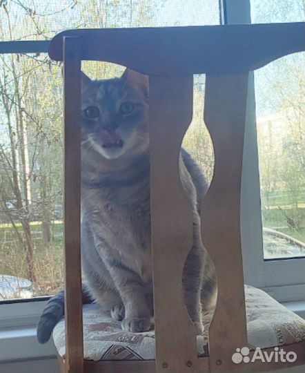 Няня для кошки/кота (котоняня)