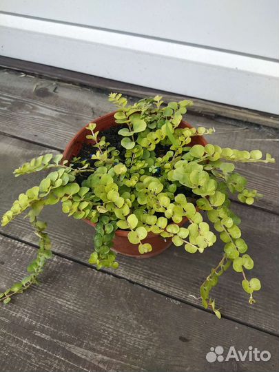 Вербейник монетчатый