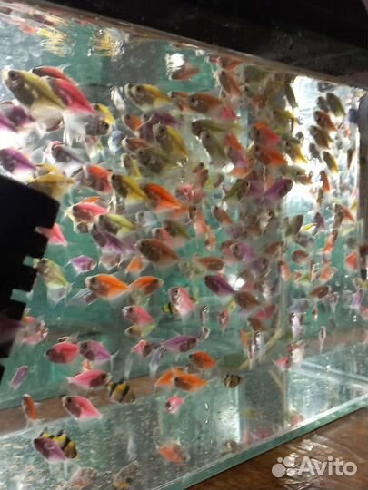 Тернеция гло фиш.Аквариумные рыбки(разводные)