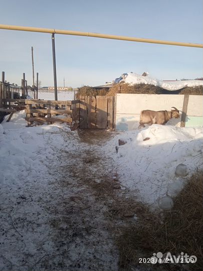 Козел на вязку