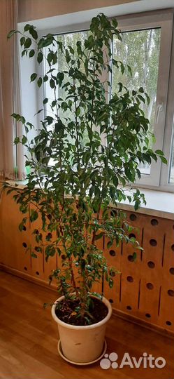 Комнатные растения