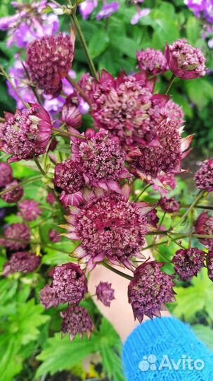 Астранция, Лилейник ранний куст или деленка