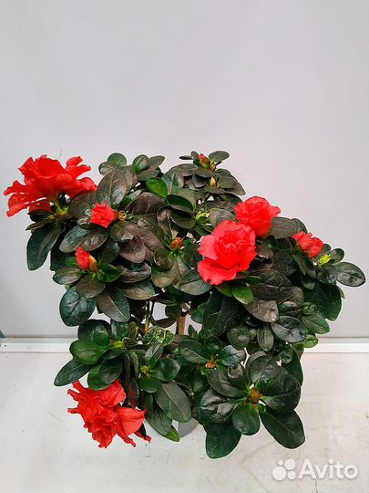 Азалия штамбовая