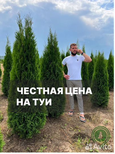 Туя смарагд в ассортименте