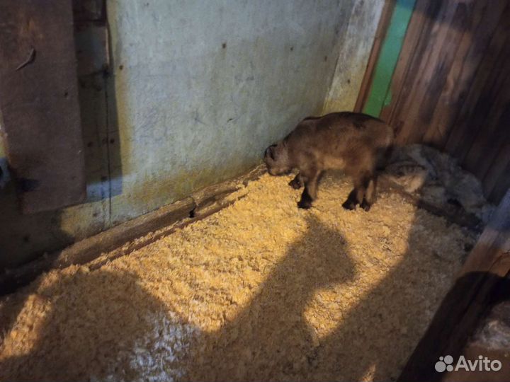 Зааненские козы и Чешские