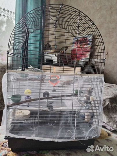 Волнистый попугай с клеткой