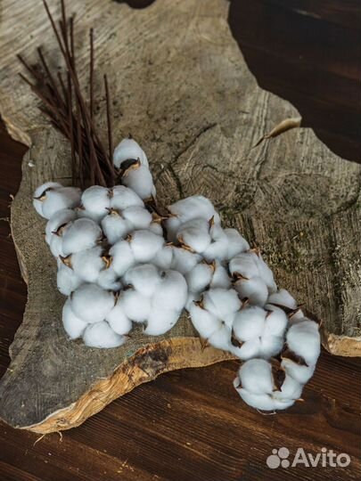 Гипсофила сухоцвет