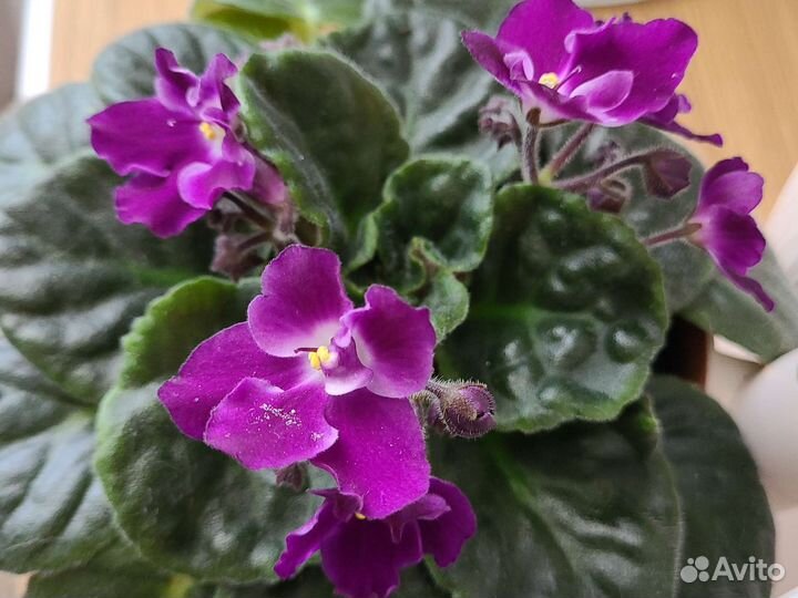 Флорариум (фиалка)