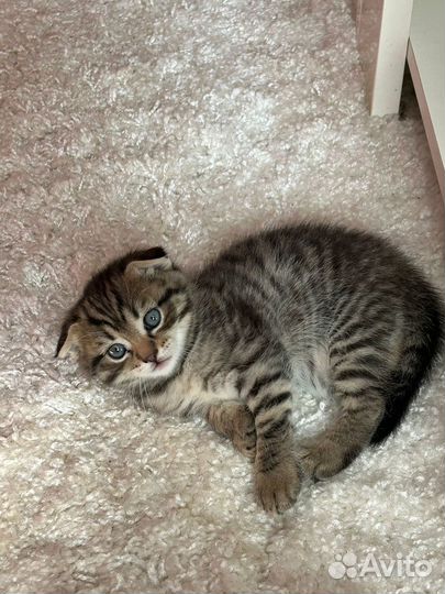 Шотландские котята