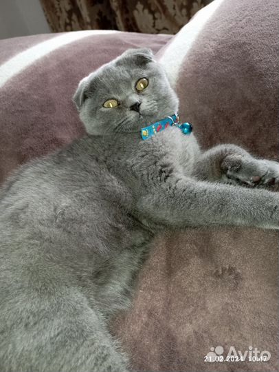 Котик на вязку